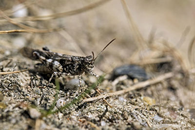 Close-up of insect on wood