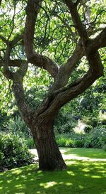 Trees growing in park