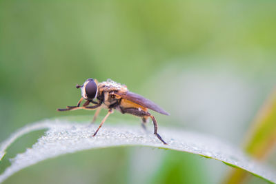 Close-up of insect on leaf