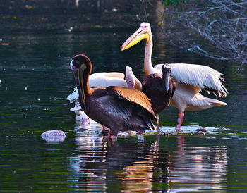 Mallard ducks on lake