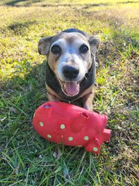 Close-up of dog on field