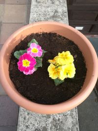 Close up of flowers