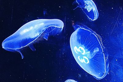 View of jellyfish