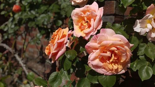 Close-up of pink rose