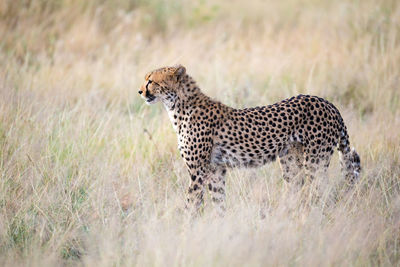 View of a cat on field