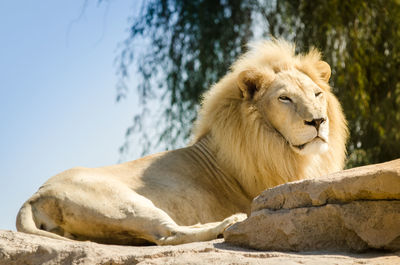 Close-up of lion relaxing outdoors