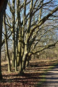 Trees growing in forest