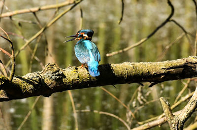 Bird perching on branch