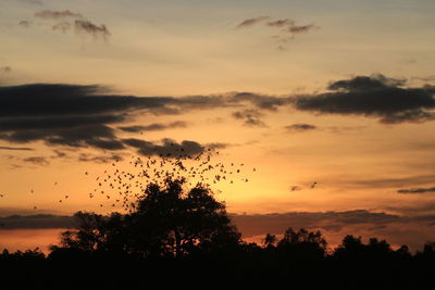 Low angle view of silhouette trees against sky during sunset
