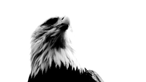 Close-up of owl against clear sky