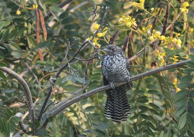 Female cukoo bird perching on branch