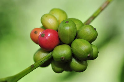 Close-up of tomatoes on plant