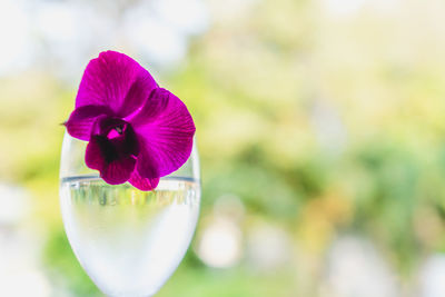 Close-up of pink flower in glass