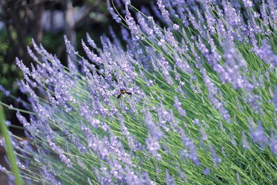 Close-up of plant against blurred background