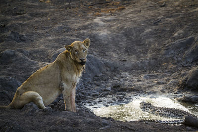 Portrait of lioness by pond