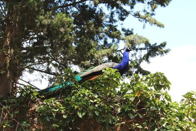 Low angle view of bird on tree branch against blue sky