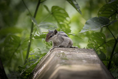 Indian palm squirrel- running around boundaries.