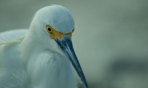Close-up portrait of seagull