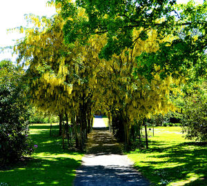 Walkway amidst trees in park