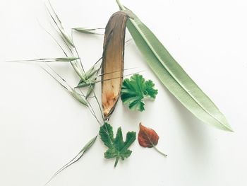 High angle view of leaves against white background