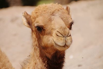 Close-up of a camel