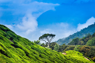 Scenic view of green landscape against cloudy sky