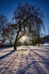 Bare trees on snow covered field against sky