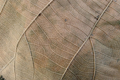 Full frame shot of leaf