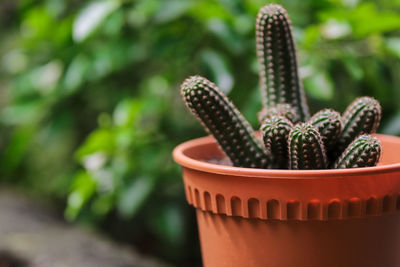 Close-up of succulent plant in basket