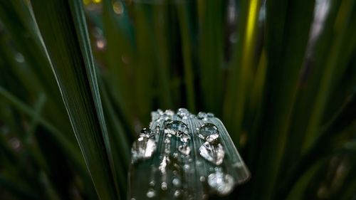 Close-up of raindrops on grass