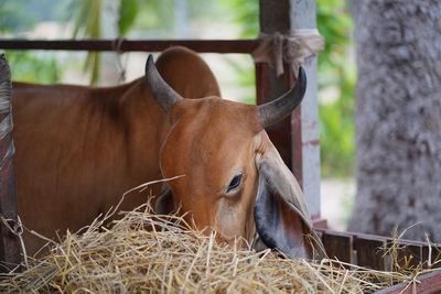 Close-up of a horse