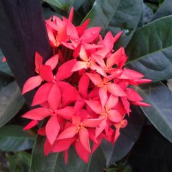 Close-up of pink flowers