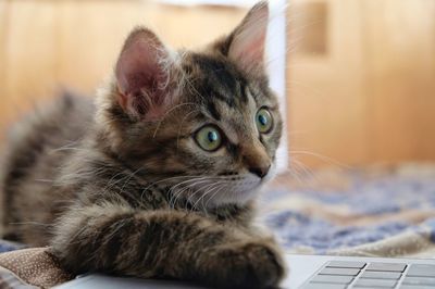 Close-up of cat looking at camera