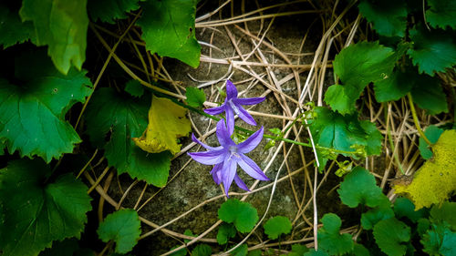Close-up of purple flower growing on plant