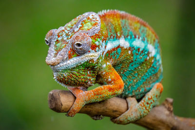 Close-up of lizard