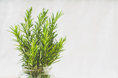 Close-up of fresh green plant against white background