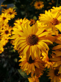 Close-up of yellow flowering plant
