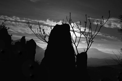 Silhouette plants on land against sky during sunset