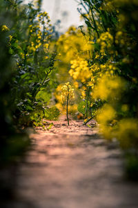 Close-up of yellow flowering plant on field