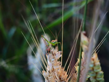 Close-up of insect on plant