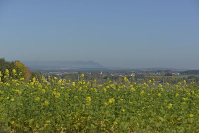 Yellow flowering plants on field against clear sky