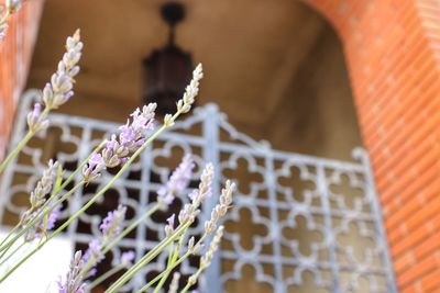 Close-up of purple flowering plant