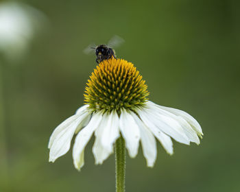 Close-up of bee pollinating on flower