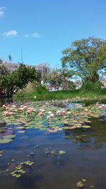 Scenic view of calm lake against sky