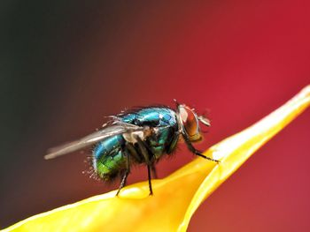 Close-up of fly on flower