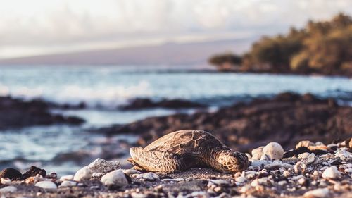 Surface level of shells on beach