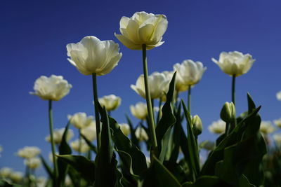 Close-up of yellow flowering plants growing on field against sky