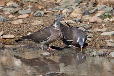 View of birds drinking water