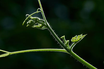 Close-up of green plant