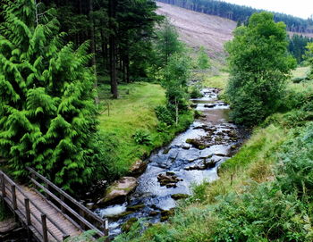 Stream amidst trees in forest